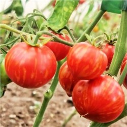 Пестролистные Помидоры Гендальф — Gandolf Variegated Tomato (10 семян)