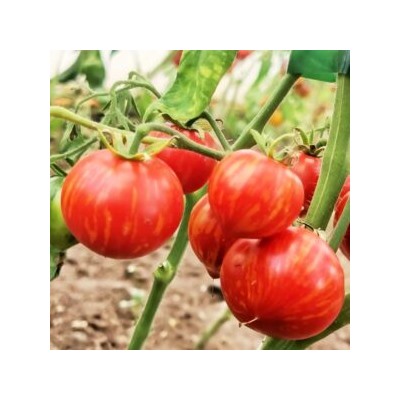 Пестролистные Помидоры Гендальф — Gandolf Variegated Tomato (10 семян)