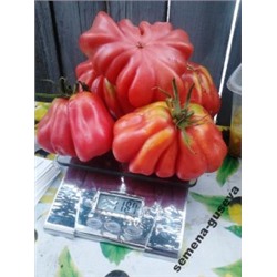 Помидоры Tlacolula Ribbed (10 семян)