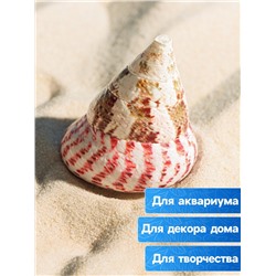 Ракушка декоративная полированная, 3-5 см