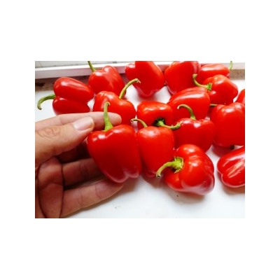 Перец Сладкий Mini Bell Red — Мини Белл Красный (10 семян)