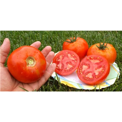 Помидоры Креольский из Нового Орлеана — Creole from New Orleans Tomato (10 семян)