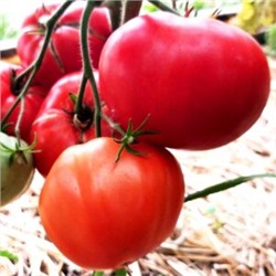 Помидоры Первая Любовь — First Love Tomato (10 семян)
