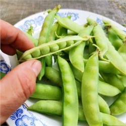 Карликовый Снежный Горошек Норли Мангетоут — Norli Mangetout Pea (10 семян)