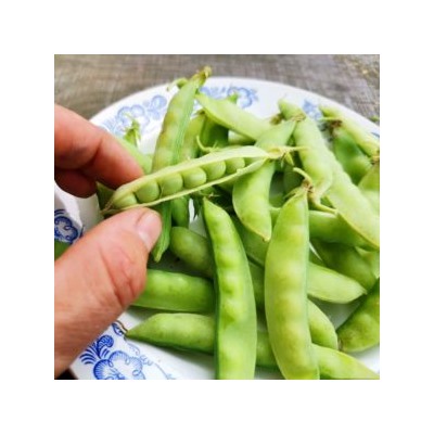 Карликовый Снежный Горошек Норли Мангетоут — Norli Mangetout Pea (10 семян)