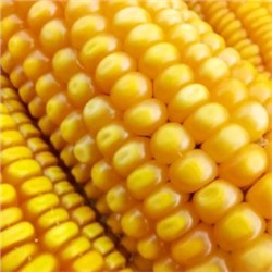 Кукуруза Северная Ранняя Пташка — Early Riser Corn (20 семян)