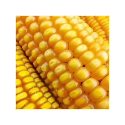 Кукуруза Северная Ранняя Пташка — Early Riser Corn (20 семян)