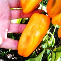 Сладкие Мини-перчики Три Цвета — Sweet Mini Peppers Three Colors (10семян)