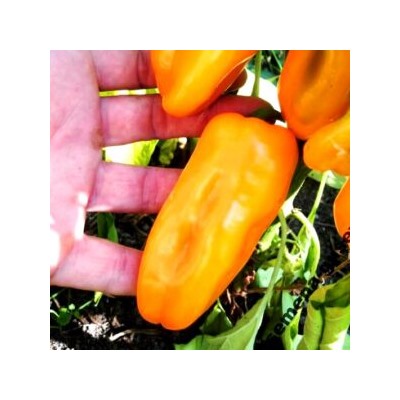 Сладкие Мини-перчики Три Цвета — Sweet Mini Peppers Three Colors (10семян)