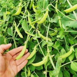 Снеп Горох Цветок Магнолии — Snap Magnolia Blossom Pea (10 семян)