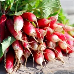 Французский Редис Яркий Бриллиант — French Radish FLAMBOYANT (150 семян)