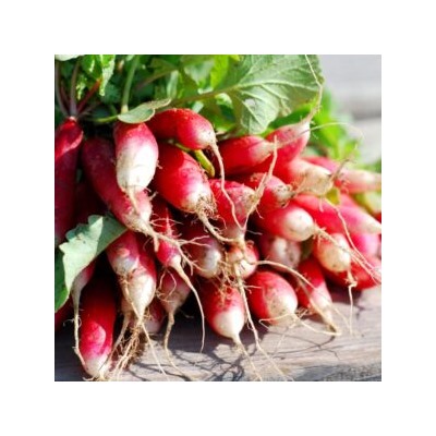 Французский Редис Яркий Бриллиант — French Radish FLAMBOYANT (150 семян)