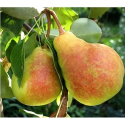 Груша Заречная (Код: 93028)