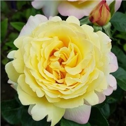 Роза Бамблби кюль 1шт (флор) желт-абрикос (низк, густомахр)