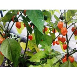 Перец Супер Острый- HABANERO ORANGE (10 семян)