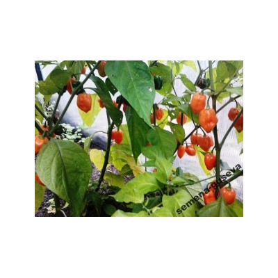 Перец Супер Острый- HABANERO ORANGE (10 семян)