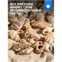 Набор ракушек 100 г
