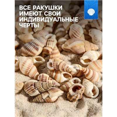 Набор ракушек 100 г