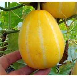 Корейская Ранняя Холодостойкая Мини Дыня Chamoe (참외) (5 семян)