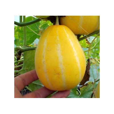 Корейская Ранняя Холодостойкая Мини Дыня Chamoe (참외) (5 семян)