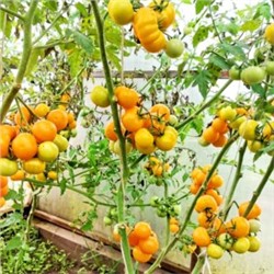 Помидоры Сербская Тыквочка Бундивиче — Bundevice Tomato (10 семян)
