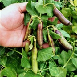 Императорский Чёрный Сахарный Снеп Горох — Imperial Black Sugar Snap Peas (10 семян)
