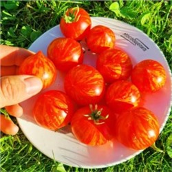 Пестролистные Помидоры Гендальф — Gandolf Variegated Tomato (10 семян)