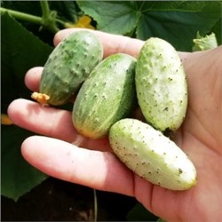 Огурец Изначальный Древнерусский (10 семян)