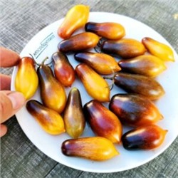Помидоры Индиго Кумкват — Indigo Kumquat Tomato (10 семян)