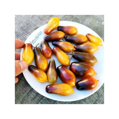 Помидоры Индиго Кумкват — Indigo Kumquat Tomato (10 семян)