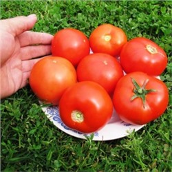 Помидоры Amish Paste Round — Амиш Паста Круглые (10 семян)