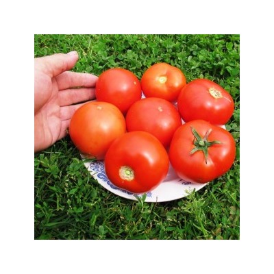 Помидоры Amish Paste Round — Амиш Паста Круглые (10 семян)