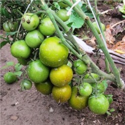Помидоры Лайм Грин Салад — Lime Green Salad (10 семян)