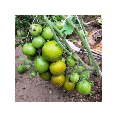 Помидоры Лайм Грин Салад — Lime Green Salad (10 семян)