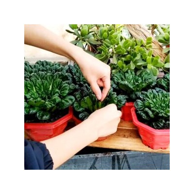 Шпинатная Китайская Капуста Ву Та Цай — 乌塌菜- Spinach Chinese Cabbage Wu Ta Cai (100 семян)