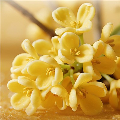 Бальзам для губ с Османтусом и витамином Е Sadoer, 4 гр.