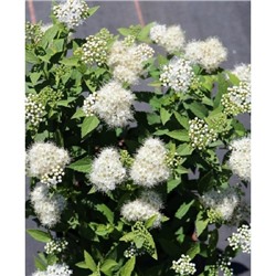 Спирея японская Альбифлора 1 шт (горшок)