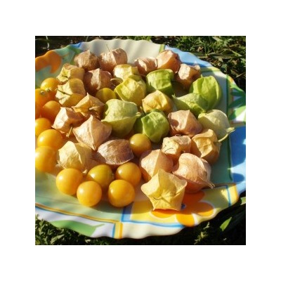 Физалис Ягодный Падающие Вишни Тёти Молли — Aunt Molly’s Ground Cherry (20 семян)