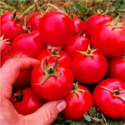Помидоры Дикий Ангел — Muñeca Brava Tomato(СУПЕР УСТОЙЧИВОСТЬ к КЛАДОСПОРИОЗУ) (10 семян)