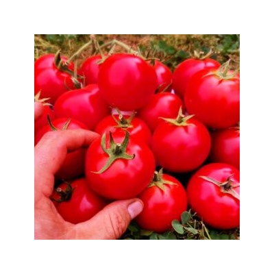 Помидоры Дикий Ангел — Muñeca Brava Tomato(СУПЕР УСТОЙЧИВОСТЬ к КЛАДОСПОРИОЗУ) (10 семян)