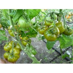 Помидоры Киви — Kiwi (10 семян)