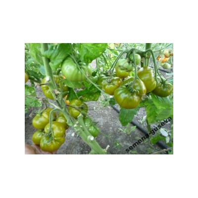 Помидоры Киви — Kiwi (10 семян)