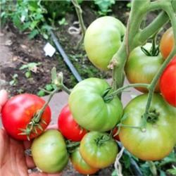 Помидоры Матушка Царица — Mother Queen Tomato (10 семян)