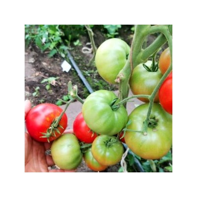 Помидоры Матушка Царица — Mother Queen Tomato (10 семян)