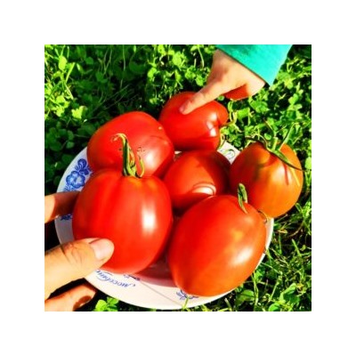 Помидоры Красавица Жигонда из Винодельни Жонкуа — Gigondas Belle Du Joncuas Tomato (10 семян)