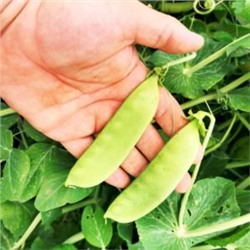 Горох Гигантский Сахарный Орегонский — Oregon Giant Pea (10 семян)