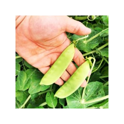Горох Гигантский Сахарный Орегонский — Oregon Giant Pea (10 семян)