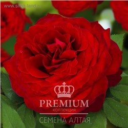 Роза Мадам де Бовуар 1шт (ч/г) красно-пурпурная (Крупноцветковая)