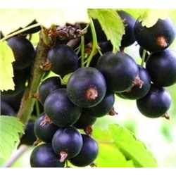 Смородина черная Селеченская (Код: 4556)