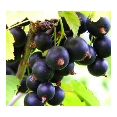 Смородина черная Селеченская (Код: 4556)